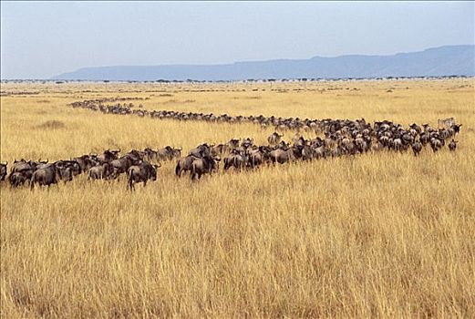 蓝角马,角马,牧群,迁徙,排列,马赛马拉国家保护区,肯尼亚