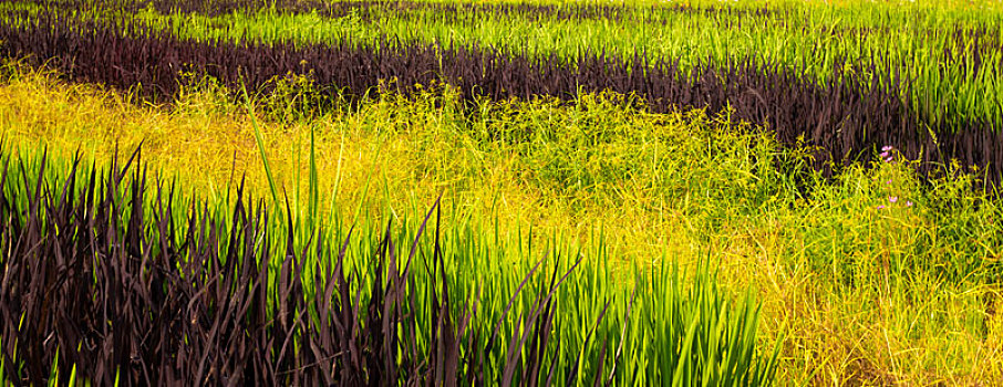 色彩斑斓,艺术稻田的色彩美,线条美
