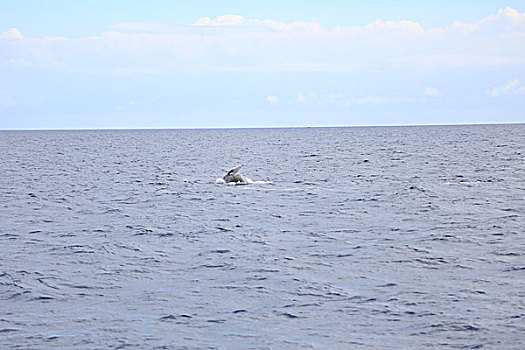 跃出水面的鲸