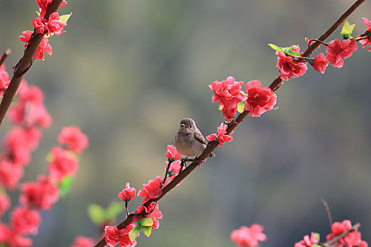 鸟儿鲜花