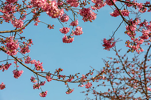 春暖花开樱花背景图