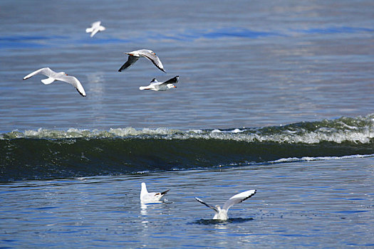 水面上飞翔的海鸥