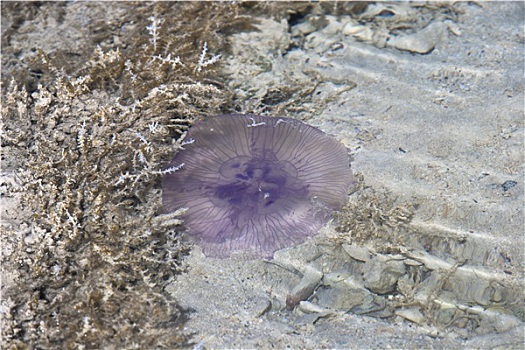 粉色,水母,海滩,水