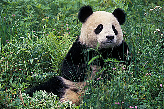大熊猫,草,卧龙,四川,中国