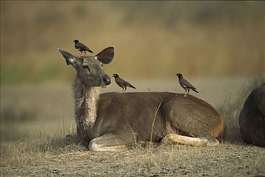 水鹿,雌性,休息,三个,普通,栖息,顶着,背影,伦滕波尔国家公园,印度