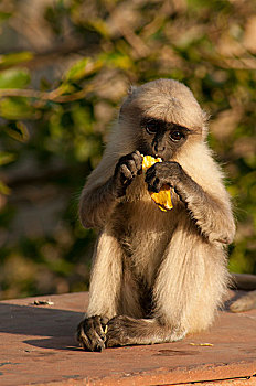 叶猴,猴子,琥珀堡,斋浦尔,拉贾斯坦邦,印度