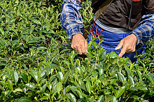 海南白沙绿茶采茶的茶农