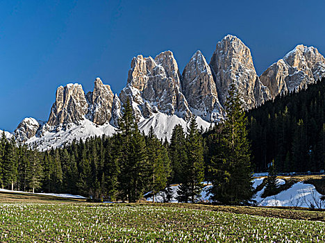 顶峰,山脉,山谷,暴风雪,番红花属,盛开,靠近,白云岩,意大利,南蒂罗尔