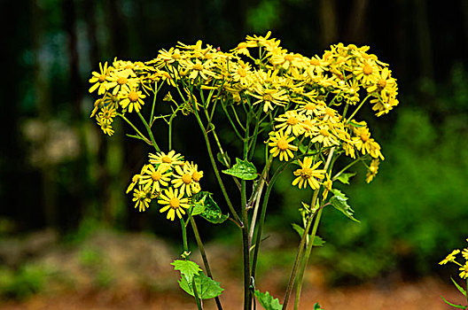 野菊花