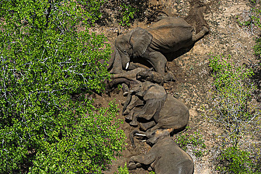 大象,捕获,团队,非洲象,直升飞机,津巴布韦