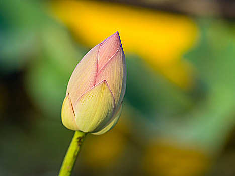 芽,莲花