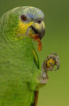 鹦鹉,栖息,亚马逊雨林,厄瓜多尔,南美