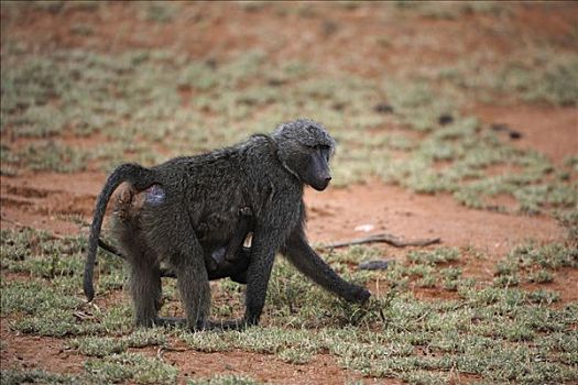 东非狒狒,狒狒,雌性,萨布鲁国家公园,肯尼亚,非洲