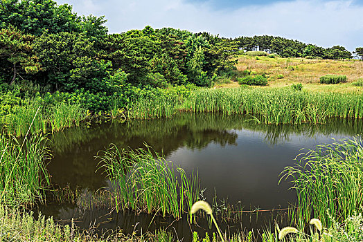 刘公岛的绿树草地湖泊自然风光