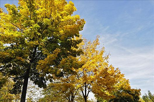 秋叶,枫树,巴伐利亚,德国,欧洲