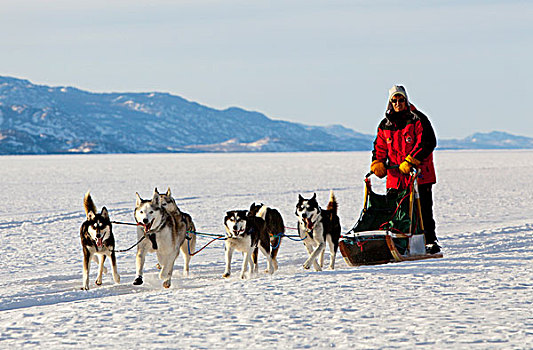 女人,跑,驾驶,狗拉雪橇,团队,雪橇狗,阿拉斯加,爱斯基摩犬,冰冻,育空地区,加拿大