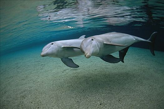 宽吻海豚,水下,一对,夏威夷