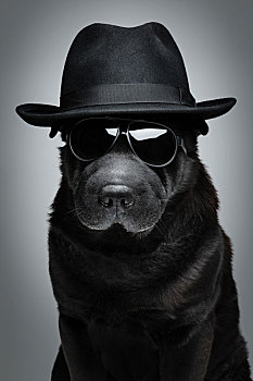 狗,帽子,墨镜