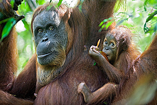 苏门答腊猩猩,母亲,老,幼仔,古农列尤择国家公园,北方,苏门答腊岛,印度尼西亚