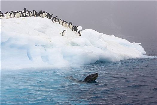 海豹,靠近,阿德利企鹅,浮冰,企鹅,看,保利特岛,南极