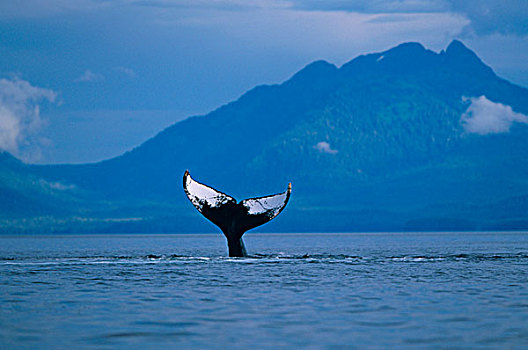 阿拉斯加,通加斯国家森林,驼背鲸,大翅鲸属,拍击,尾部,水面,弗雷德里克湾