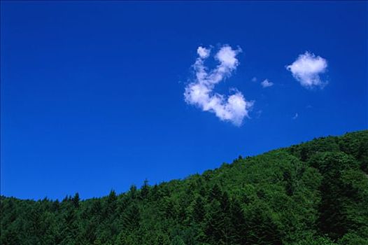 树林,区域,蓝天,白云