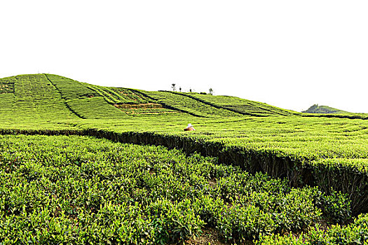 茶园茶叶风景风光