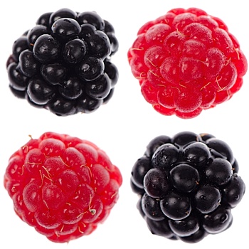 四个,树莓,黑莓