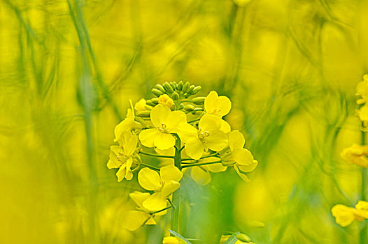 油菜花特写