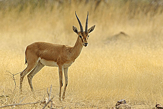 瞪羚,国家公园,印度