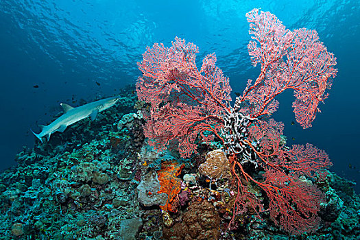 灰三齿鲨,鲎鲛,打结,珊瑚,阴天,沉积物,大堡礁,太平洋,澳大利亚,大洋洲