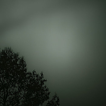 树,重,雾,白天,太阳,背景,伦敦,英格兰