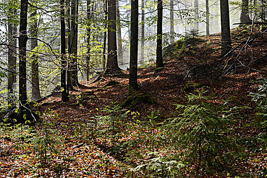 风景,树林,巴伐利亚森林国家公园,巴伐利亚,德国