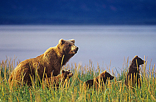 沿岸,大灰熊,家庭,棕熊,大熊雨林,不列颠哥伦比亚省,加拿大