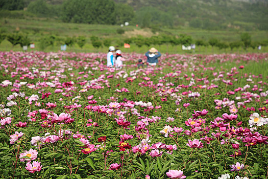 山东省日照市,游客闻香而至,徜徉芍药花海