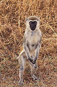 长尾黑颚猴,绿猴,雌性,后腿站立,肯尼亚