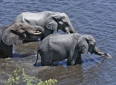 大象,喝,乔贝,河,罐,几个,白天,水,沭浴,选择,干燥,季节,水潭,野生动物,会聚
