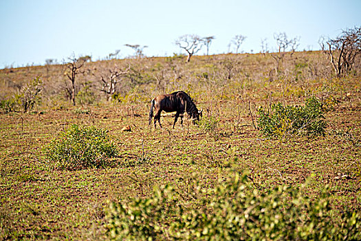 模糊,南非,野生动物,自然保护区,野生,水牛
