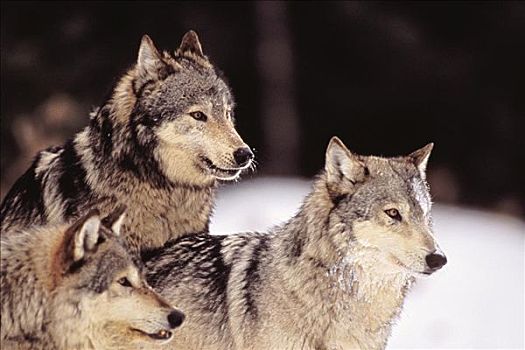 阿拉斯加,三个,灰狼,树林,边缘