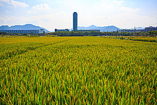 鄞州,东吴镇,水稻,稻田,田园