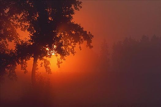 日出,薄雾,树,巴伐利亚,德国