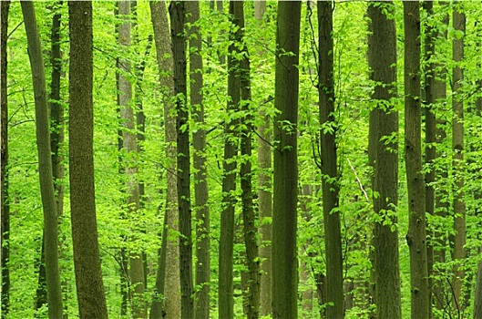 绿色,树林