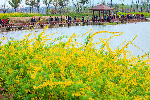 水面,湖面,花,游客,江苏,常熟,尚湖,尚湖风景区,牡丹,江南,春色