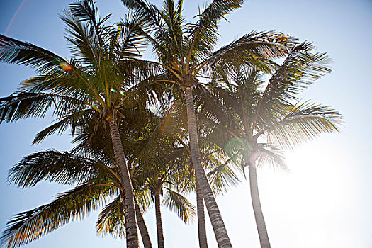 仰视,棕榈树,蓝天