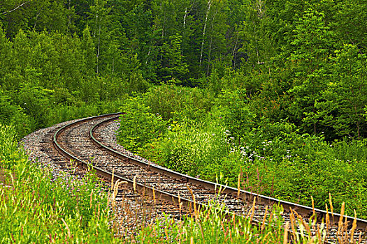 轨道,跑,树林,区域,魁北克,加拿大