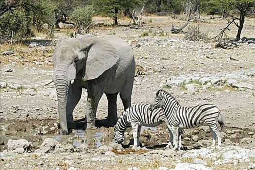 大象,非洲象,斑马,马,水潭,埃托沙国家公园,纳米比亚,非洲