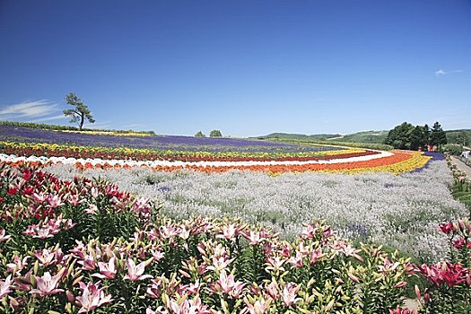 山,花园