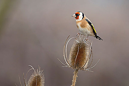 金翅雀,雄性,觅食,起绒草,中间,生物保护区,萨克森安哈尔特,德国,欧洲
