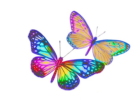 蝴蝶,设计
