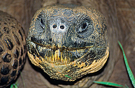 加拉帕戈斯巨龟,象龟属,圣克鲁斯岛,加拉帕戈斯,群岛,厄瓜多尔